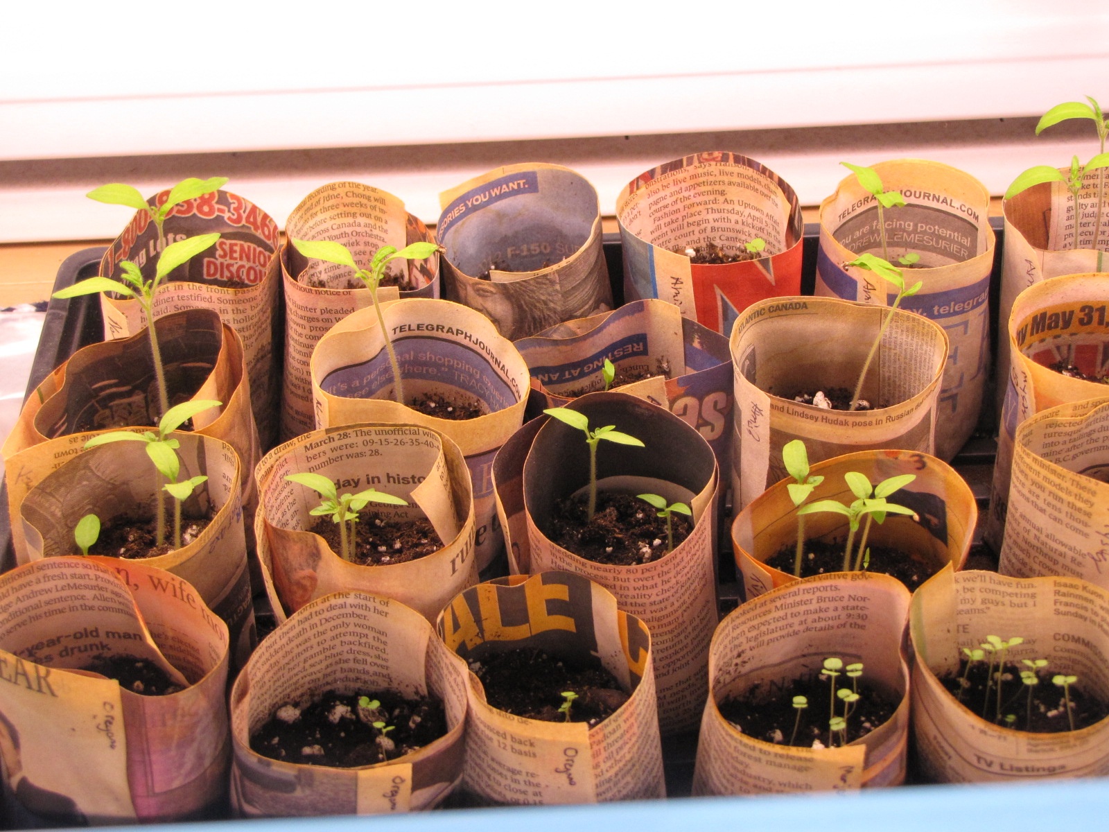 Seedlings in newspaper pots