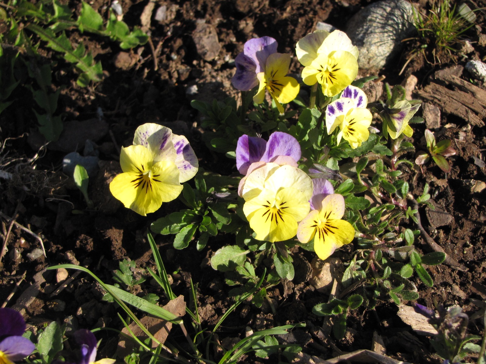 Spring Flowers