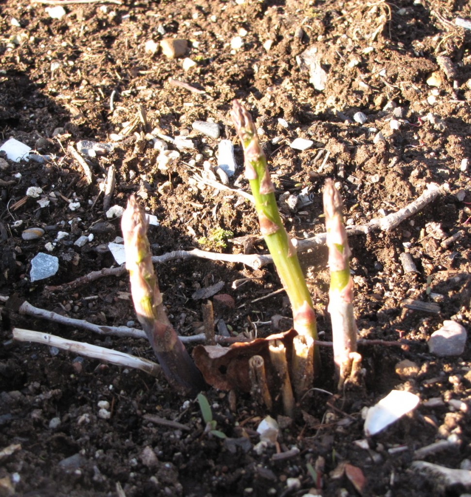 Asparagus Growing