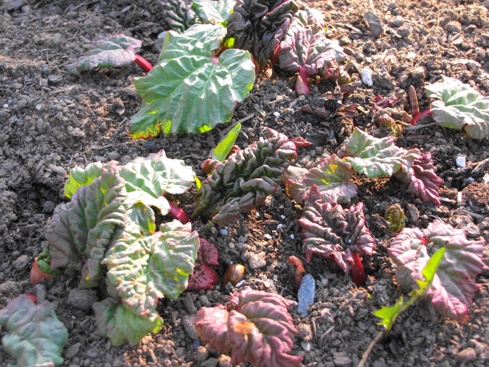 Rhubarb Leaves